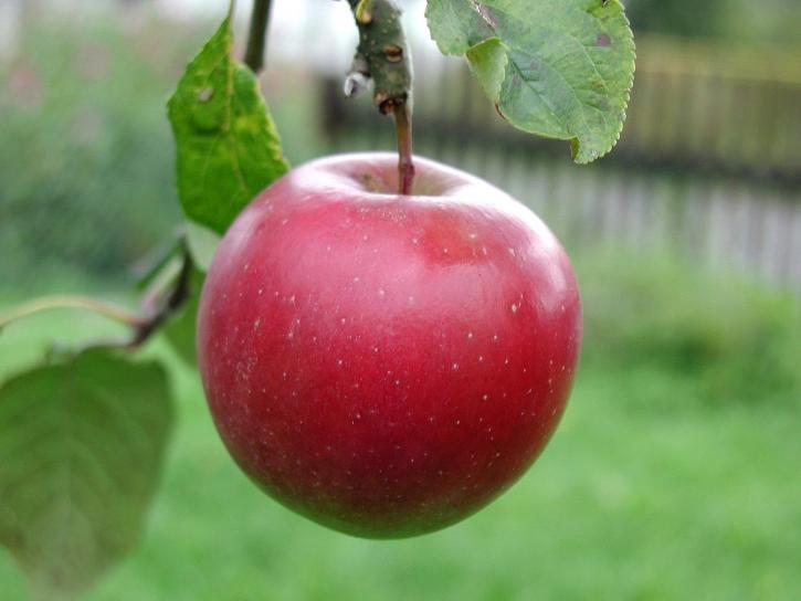 mela rossa_albero della vita_peccato originale